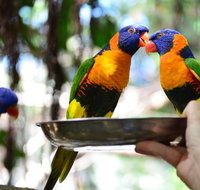 Wildlife Habitat Port Douglas - Accommodation Noosa