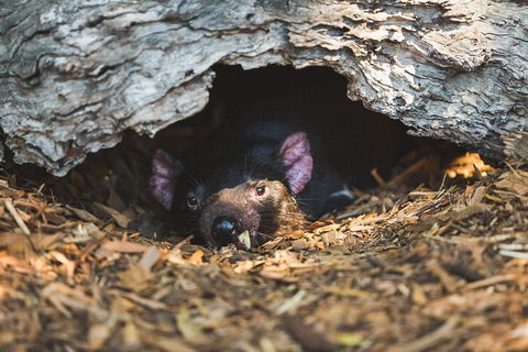 Private Tour: Phillip Island, Penguin Parade And Moonlit Sanctuary Conservation Park From Melbourne - Accommodation Noosa 0