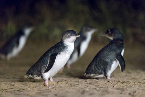 Private Tour: Phillip Island, Penguin Parade And Moonlit Sanctuary Conservation Park From Melbourne - Accommodation Noosa 2