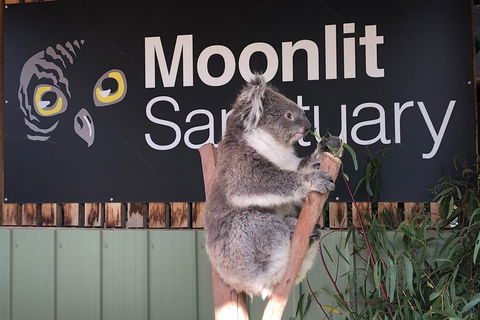 Private Tour: Phillip Island, Penguin Parade And Moonlit Sanctuary Conservation Park From Melbourne - Accommodation Noosa 3