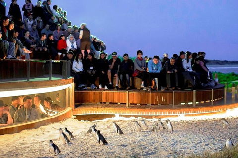 Private Tour: Phillip Island, Penguin Parade And Moonlit Sanctuary Conservation Park From Melbourne - Accommodation Noosa 4
