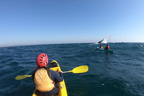 Kayaking With Dolphins In Byron Bay Guided Tour - Accommodation Noosa 3