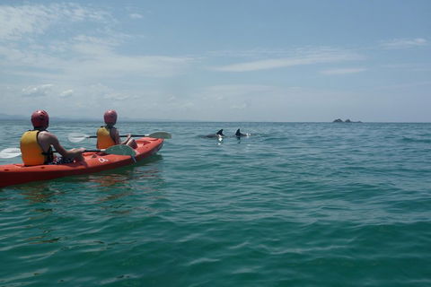 Kayaking With Dolphins In Byron Bay Guided Tour - Accommodation Noosa 4