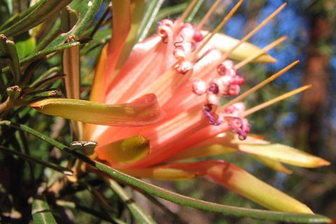 Small-Group Blue Mountains Tour With Bush Walks And Featherdale Wildlife Park - Accommodation Noosa 4