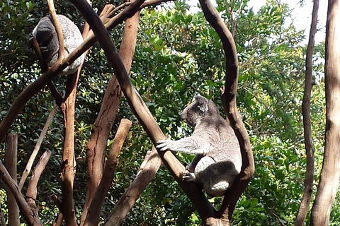 Small-Group Blue Mountains Tour With Bush Walks And Featherdale Wildlife Park - Accommodation Noosa 5