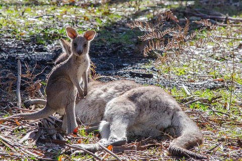 Adelaide To Melbourne 3-Day Trip Through Grampians And Great Ocean Road - Accommodation Noosa 5