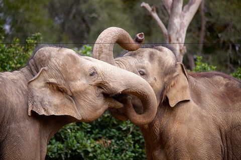 Melbourne Zoo General Entry Ticket - Accommodation Noosa 0