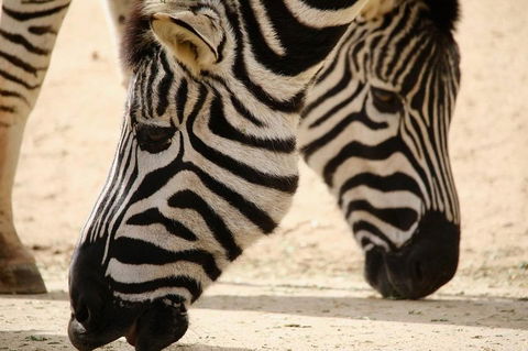 Melbourne Zoo General Entry Ticket - Accommodation Noosa 1