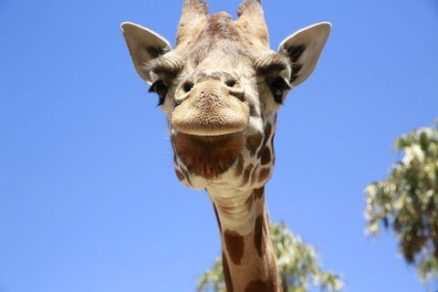 Melbourne Zoo General Entry Ticket - Accommodation Noosa 2
