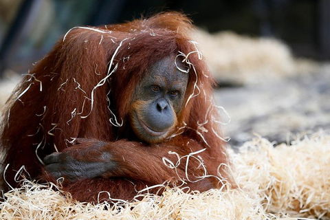 Melbourne Zoo General Entry Ticket - Accommodation Noosa 3
