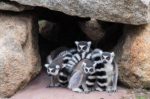 Melbourne Zoo General Entry Ticket - Accommodation Noosa 4