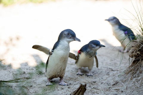 Melbourne Zoo General Entry Ticket - Accommodation Noosa 5