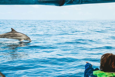 Cruise With Dolphins In Byron Bay - Accommodation Noosa 0
