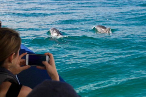 Cruise With Dolphins In Byron Bay - Accommodation Noosa 1