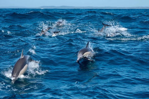Cruise With Dolphins In Byron Bay - Accommodation Noosa 2