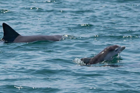 Cruise With Dolphins In Byron Bay - Accommodation Noosa 5