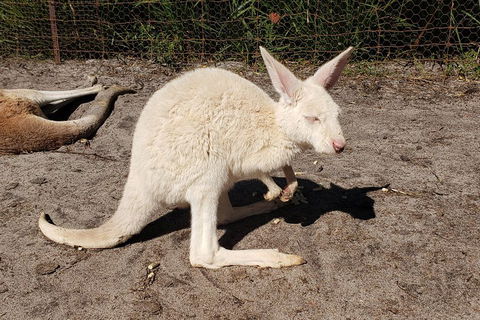 Very Best Of Perth Tour - Wildlife Park & City Highlights Tour - Accommodation Noosa 3