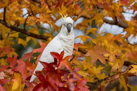 3-Day Adelaide To Melbourne Overland Trip Through Grampians And Great Ocean Road - Accommodation Noosa 2