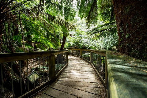 Melbourne To Adelaide South East Coast 3 Day Overland Tour - Accommodation Noosa 1
