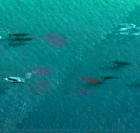 40-45 Minute Port Stephens and Stockton Beach Helicopter Flight - For 2 - Accommodation Noosa