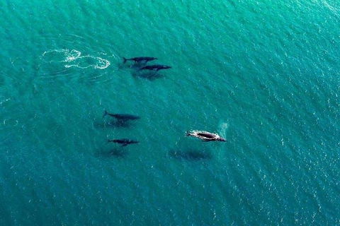 40-45 Minute Port Stephens And Stockton Beach Helicopter Flight - For 2 - Accommodation Noosa 0