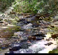 Springbrook Full Day Tour - Accommodation Noosa
