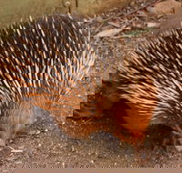 Puffing Billy And Healesville Sanctuary Scenic Tour - Accommodation Noosa