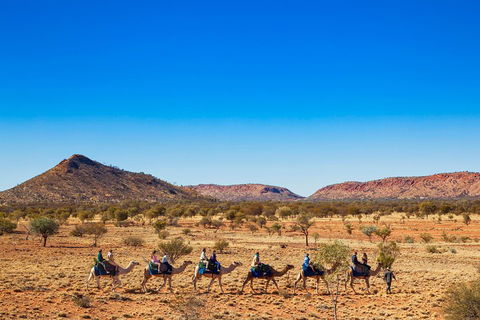 Alice Springs Camel Tour - Accommodation Noosa 0