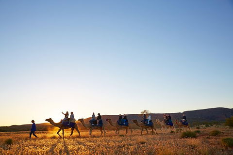Alice Springs Camel Tour - Accommodation Noosa 1