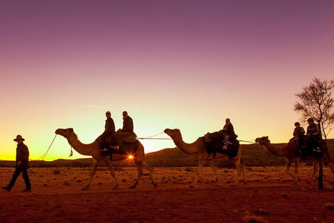 Alice Springs Camel Tour - Accommodation Noosa 4