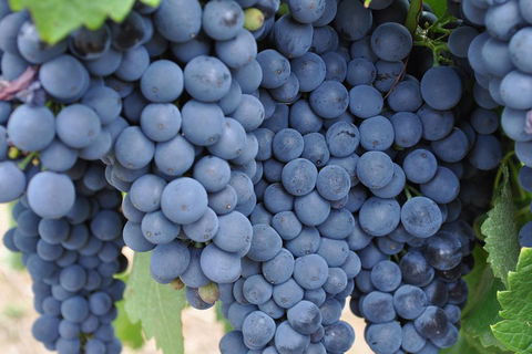 Adelaide Hills Day Tour. Winery Cellar Doors - Accommodation Noosa 3