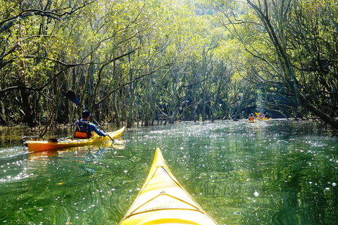 Middle Harbour Mangrove Explorer - Accommodation Noosa 0