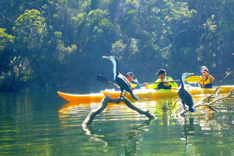 Middle Harbour Mangrove Explorer - Accommodation Noosa 2