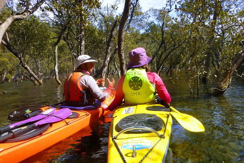 Middle Harbour Mangrove Explorer - Accommodation Noosa 3