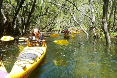 Middle Harbour Mangrove Explorer - Accommodation Noosa 4