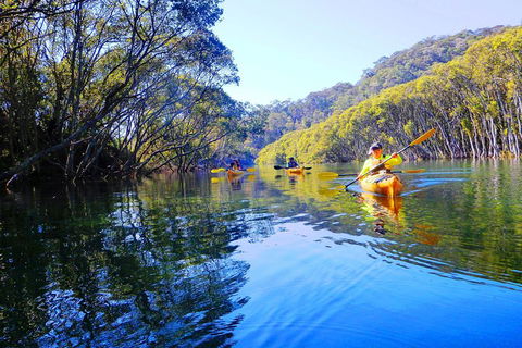 Middle Harbour Mangrove Explorer - Accommodation Noosa 5