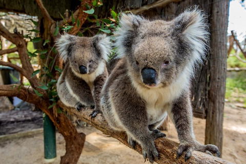 Cleland Wildlife Park Tour From Adelaide Including Mount Lofty Summit - Accommodation Noosa 3