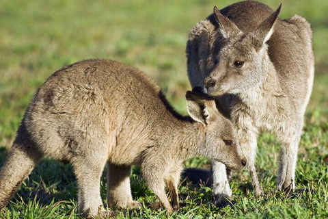 LGBT+ Friendly Full Day Phillip Island Private Tour - Accommodation Noosa 3