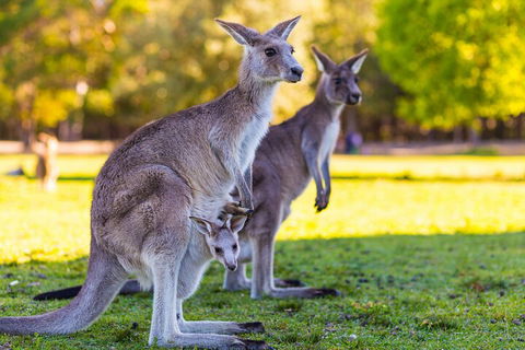 LGBT+ Friendly Full Day Phillip Island Private Tour - Accommodation Noosa 4