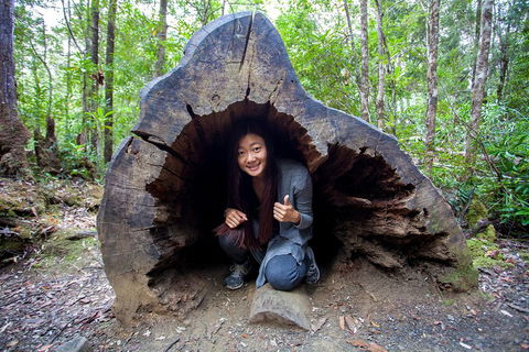 Tahune Airwalk Active Day Trip From Hobart Including Hastings Caves - Accommodation Noosa 2