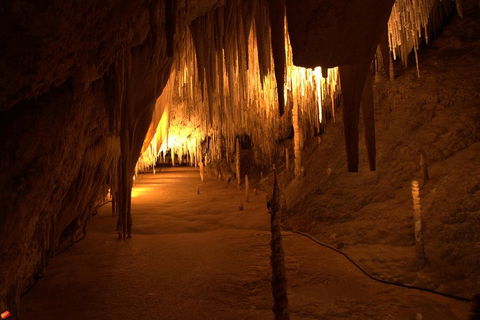 Tahune Airwalk Active Day Trip From Hobart Including Hastings Caves - Accommodation Noosa 4