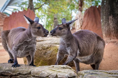 The Ultimate Sydney Attractions Pass - Accommodation Noosa 2