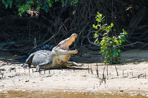 Full Day Cooktown Private Tour - Accommodation Noosa 4