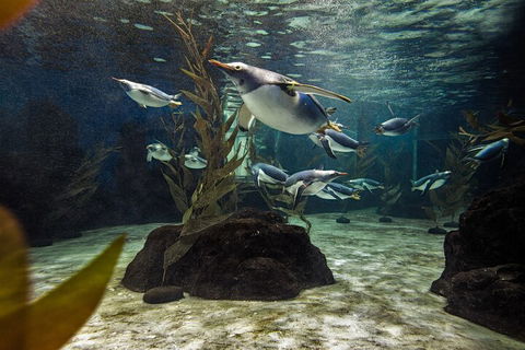 SEA LIFE Sydney Aquarium Entrance Ticket - Accommodation Noosa 0