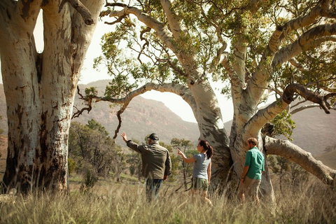 Yura Udnyu - Our Culture, Your Culture (Aboriginal Cultural Walk) - Accommodation Noosa 5