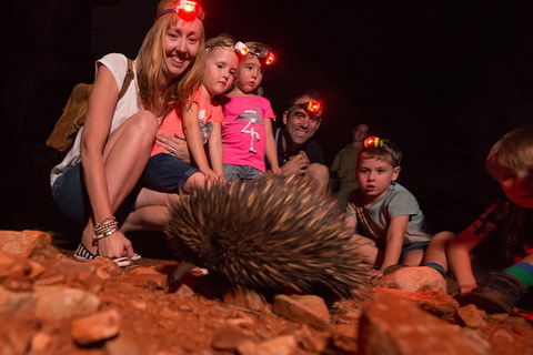 Alice Springs Desert Park Nocturnal Tour - Accommodation Noosa 5