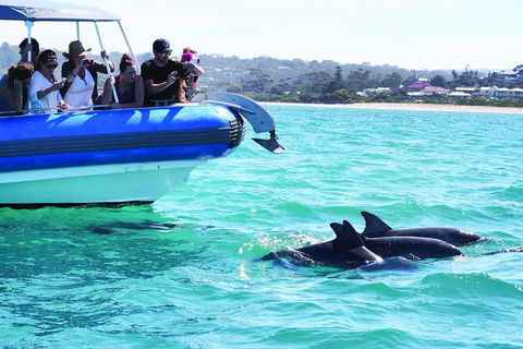 Southern Ocean Adventure From Victor Harbor - Accommodation Noosa 2