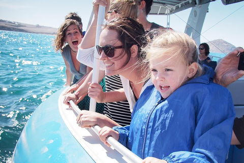Southern Ocean Adventure From Victor Harbor - Accommodation Noosa 4