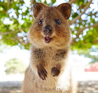Discover Rottnest with Ferry  Bus Tour from Perth or Fremantle - Accommodation Noosa