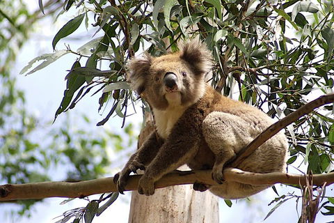 Melbourne Super Saver: Great Ocean Road + Wilsons Promontory + Attraction Pass - Accommodation Noosa 3